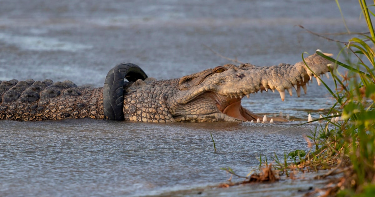 tire croc