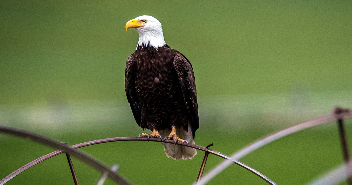 bald-eagles-show-signs-of-widespread-lead-poisoning