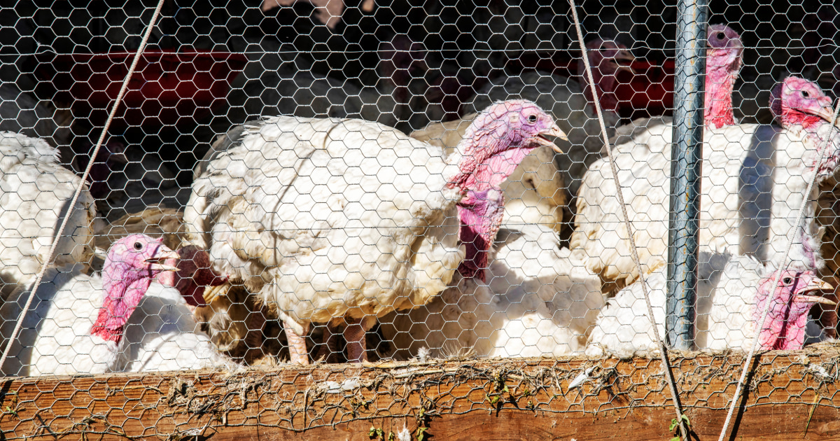 La propagación de la gripe aviar en EE. UU. pone a las granjas avícolas en alerta máxima