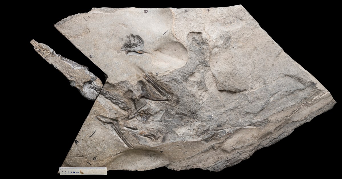 Footprint Find Could Be a Holy Grail of Pterosaur Research