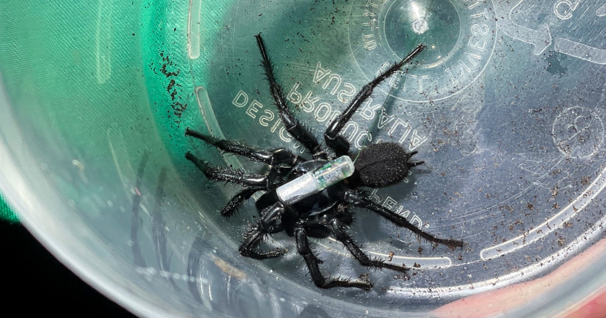 Scientist uses tiny trackers to keep tabs on funnel-web spiders : The  Tribune India