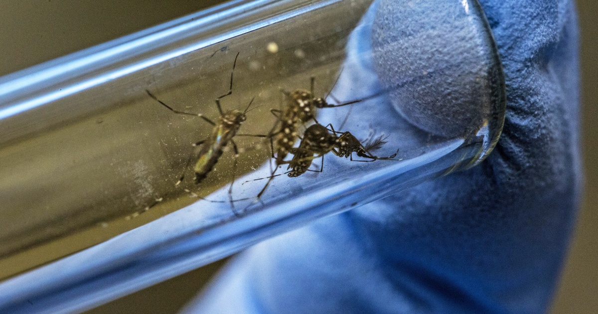 环保署计划再释放240万只转基因蚊子