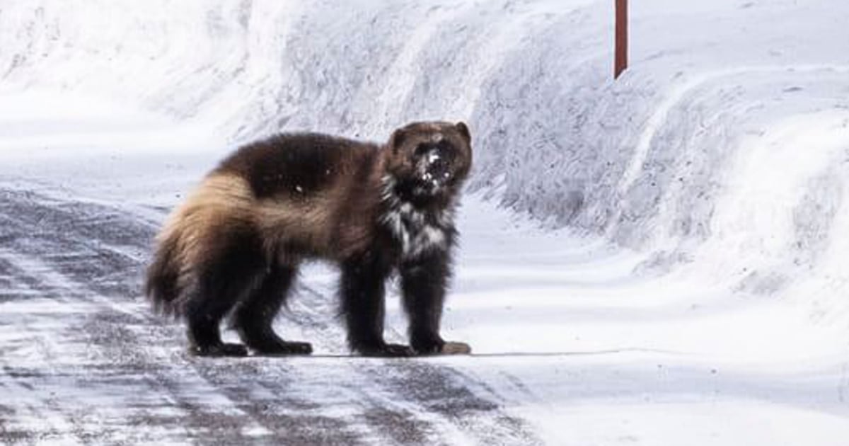 Rare wolverine photographed in Yellowstone National Park