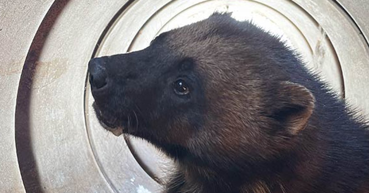 Rare wolverine captured in Utah is 'once-in-a-lifetime' find for researchers Rare wolverine captured in Utah is 'once-in-a-lifetime' find for researchers