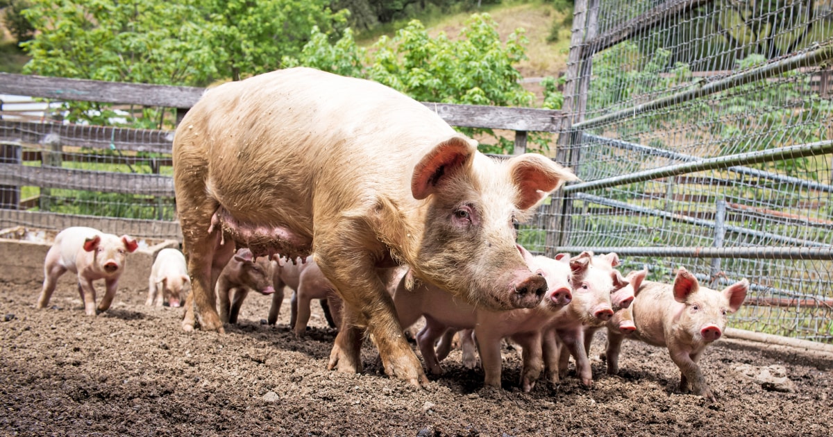 Scientists reanimate dead cells in pigs, a potential breakthrough for organ transplants