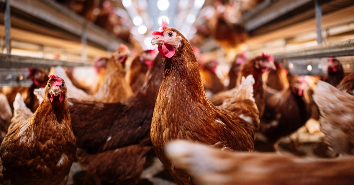 The rise in bird flu cases in the U.S. thumbnail