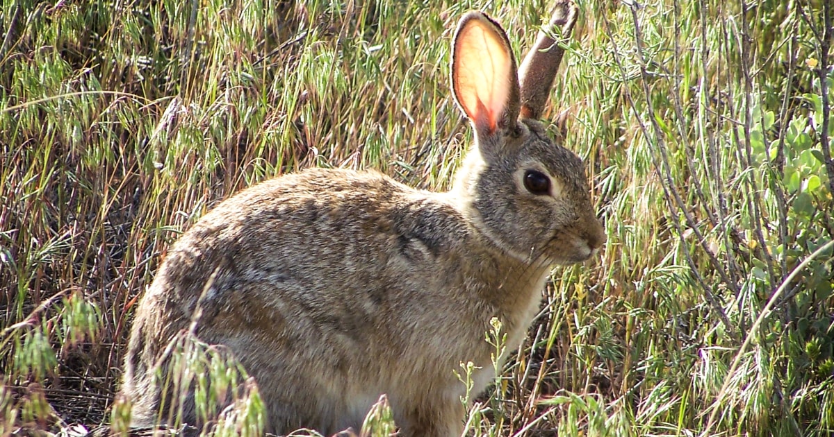 ‘Do not touch or move dead rabbits’: National parks warn of rabbit disease virus