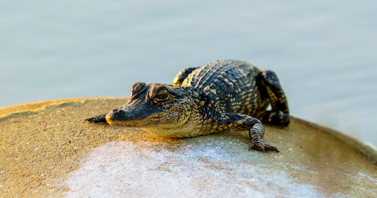 Police arrest Florida man found with gun, drugs and a baby alligator while stopping traffic