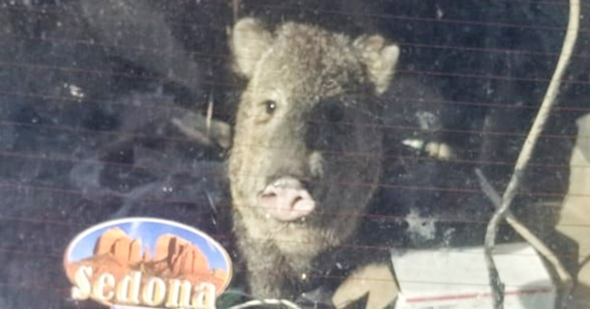 Javelina locks herself in the car, plunges the car into a neutral position to chase Cheetos