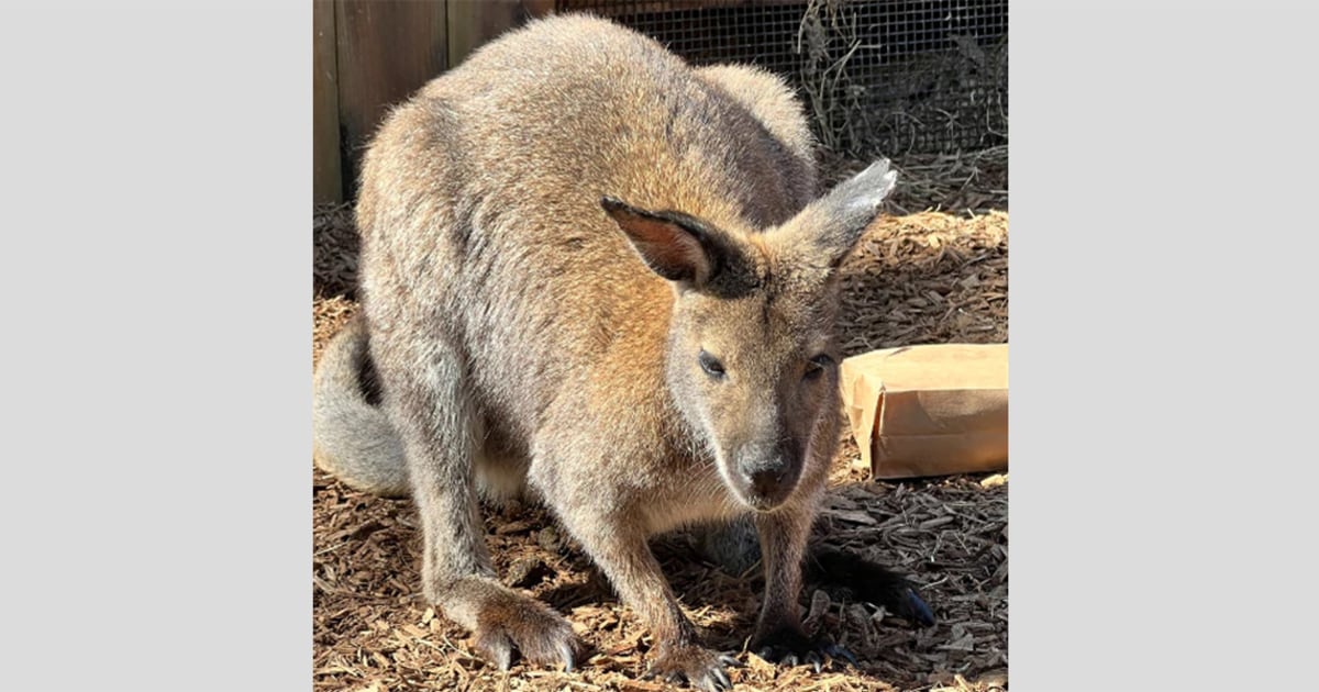 Wallaby missing from Memphis Zoo found in bush after disappearing during  storm