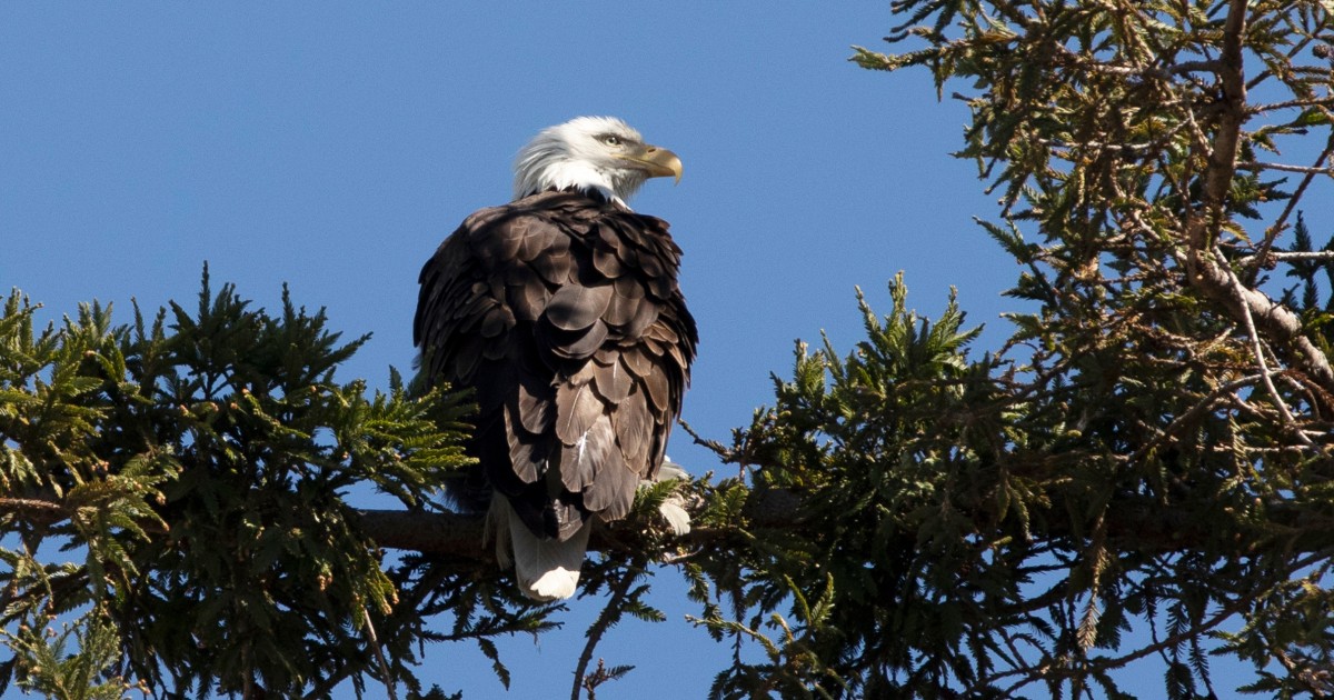 Bald Eagles Are Dying From Bird Flu, Smart News