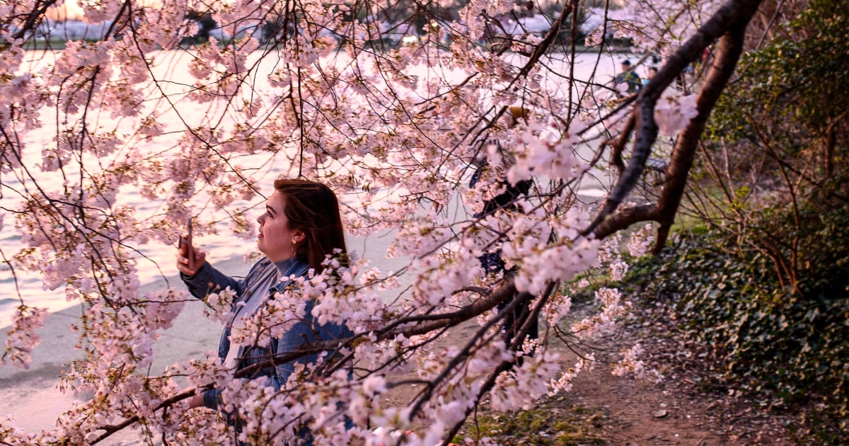 www.nbcnews.com: Burned and vandalized: A history of cherry blossoms bearing the brunt of xenophobia