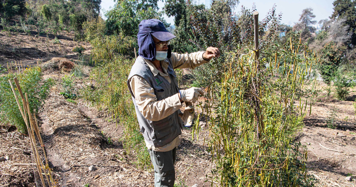 En la capital chilena, la sequía hace que el pasto sea “inaceptable” para muchas personas