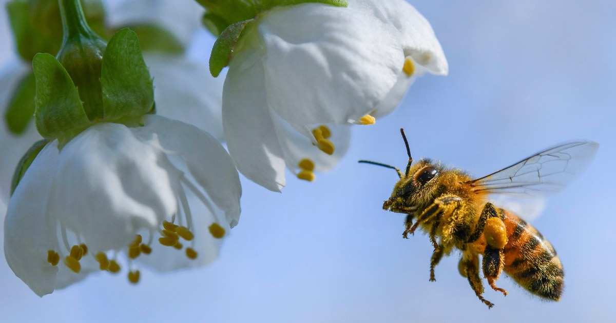Millions of Alaska-bound bees die after flight redirected