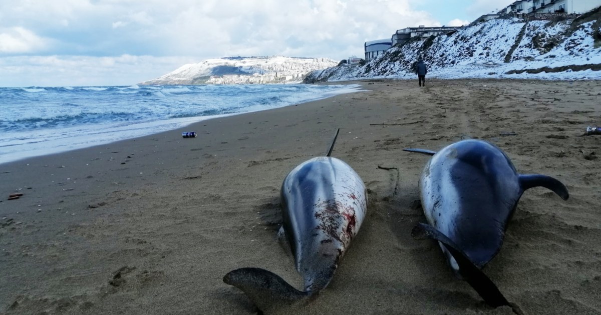 Dead Dolphins May Be Casualties of Ukraine War, Scientist Say - The New  York Times