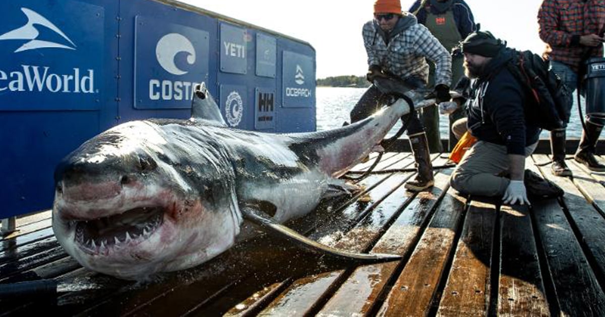 1,000-pound great white shark from Canada named Ironbound spotted near  North Carolina and Jersey Shore