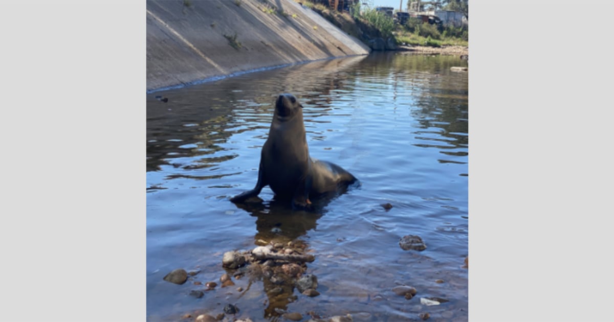 Wayward sea lion named Freeway is once again found exploring urban San