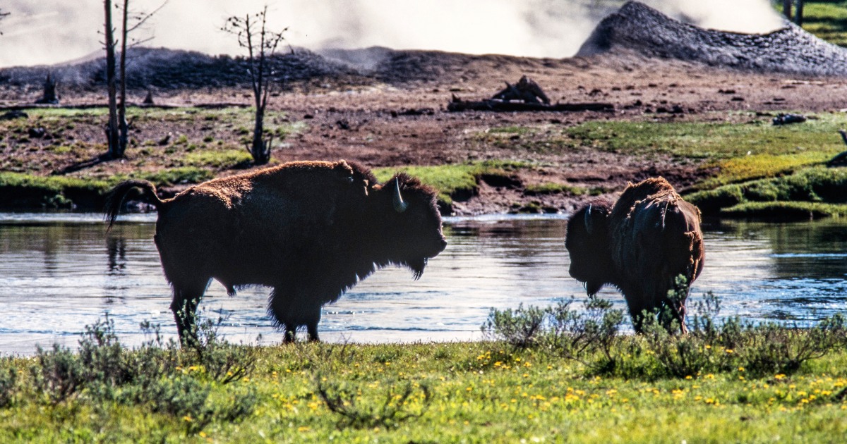 Bison gores Yellowstone visitor, tosses her 10 feet, park officials say
