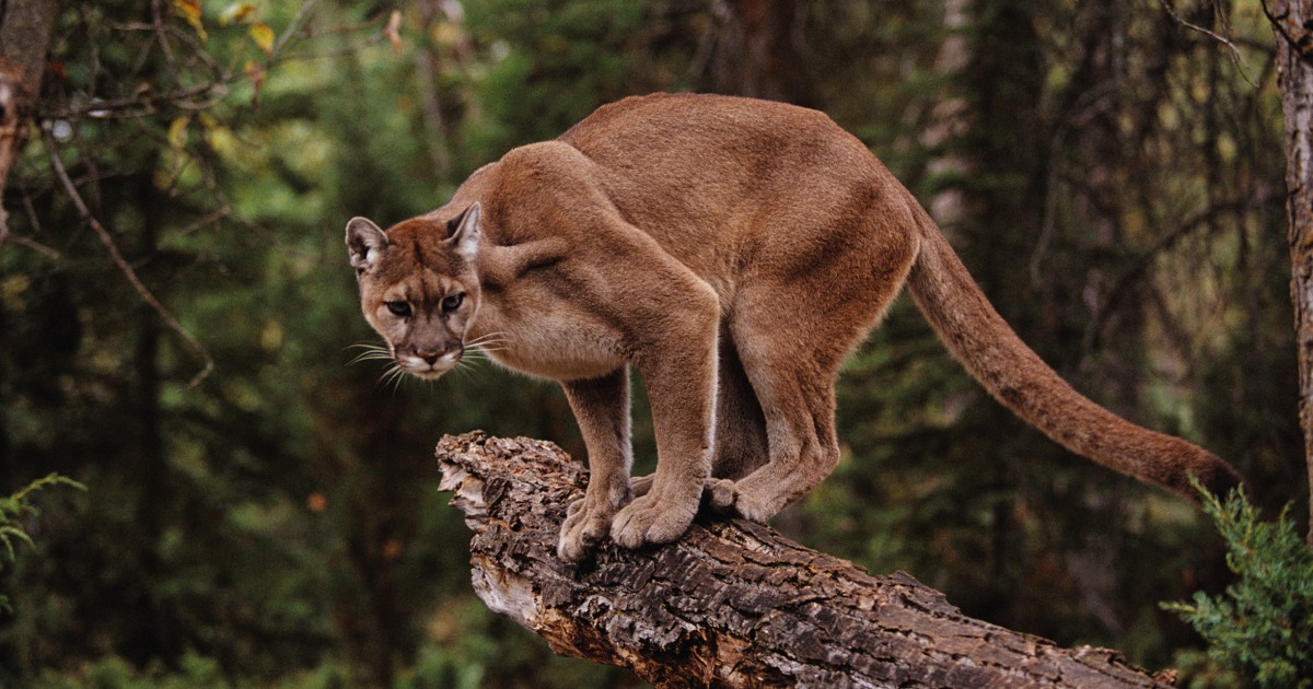 Mountain lion wanders into classroom at California high school, officials say
