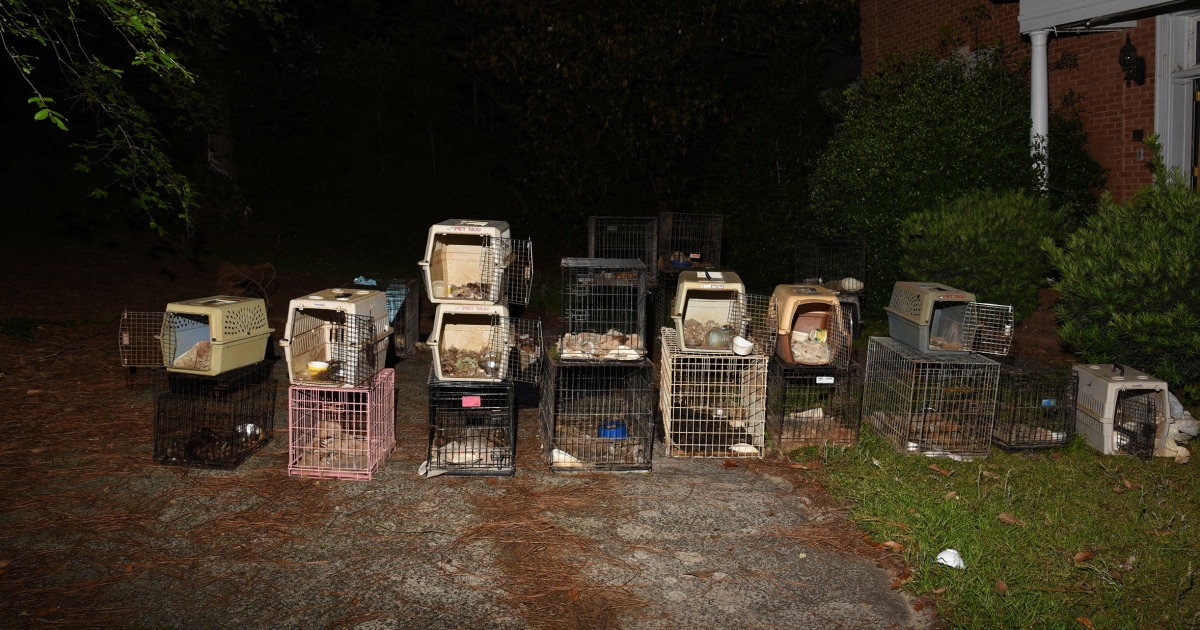 South Carolina animal rescue CEO arrested after 30 dead dogs, cats found in her home