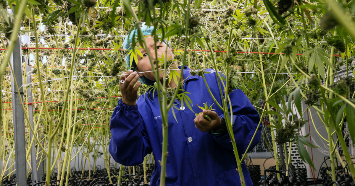 Thailand makes marijuana legal, but smoking discouraged