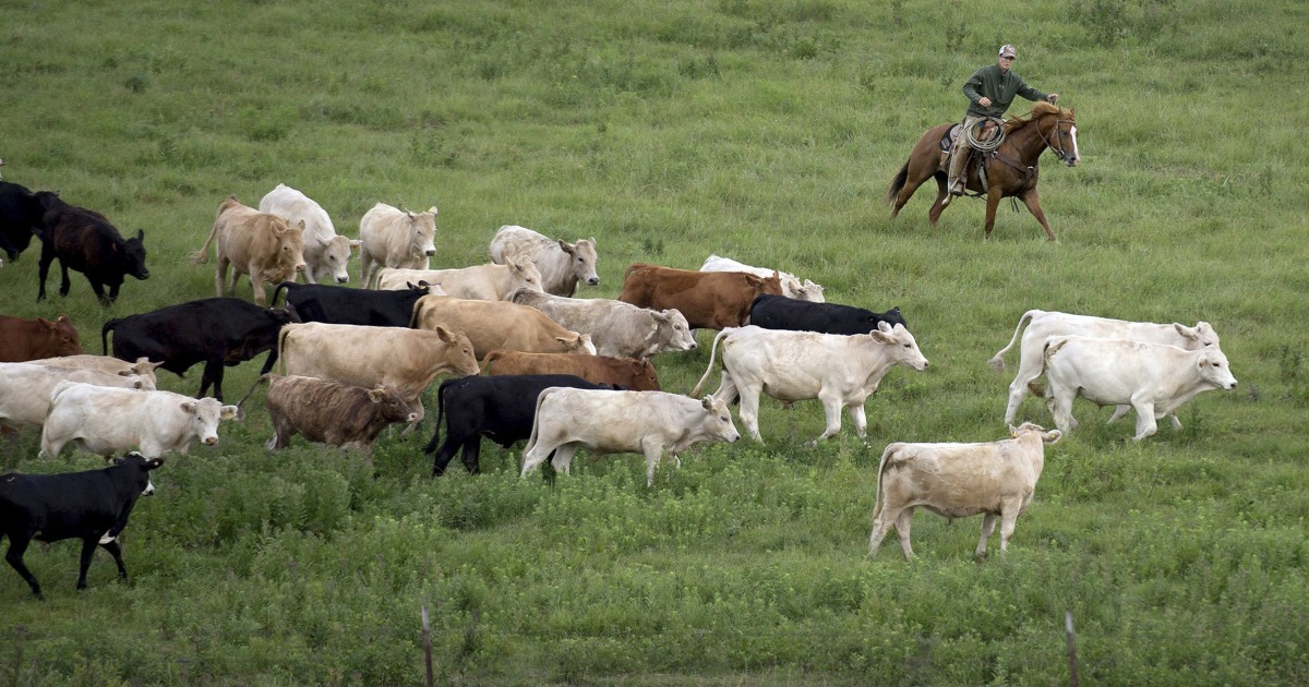 Setidaknya 2.000 ternak telah mati di panas Kansas, menambah penderitaan industri yang lumpuh