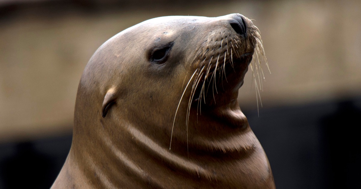 For California marine mammals, toxic algae bloom is a mass casualty incident