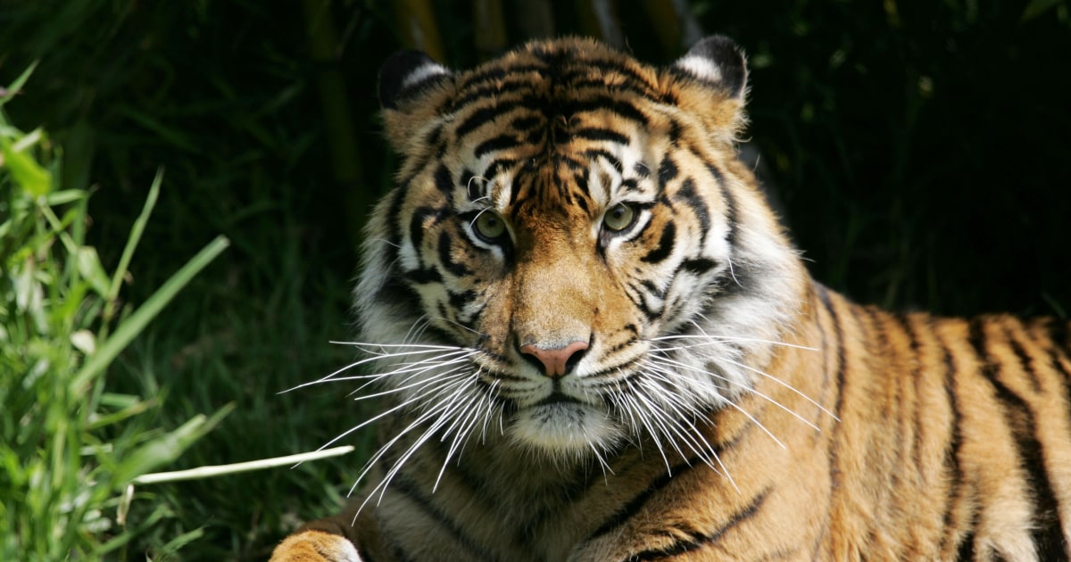 Tiger at Ohio zoo dies after contracting Covid