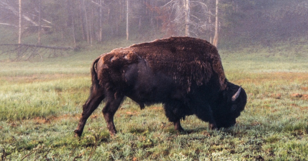 Bison gores Yellowstone customer in second encounter in days