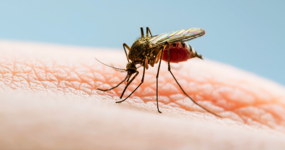 Mosquitoes sniff out hosts contaminated with sure viruses, researchers obtain