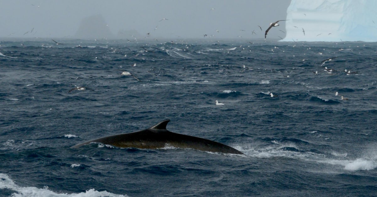 Uma vez consideradas ameaçadas de extinção, as baleias-comuns fizeram um retorno impressionante