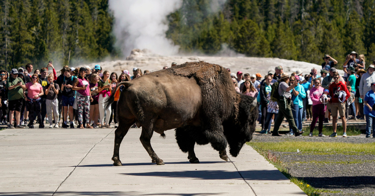 Yellowstone bison goring incidents spotlight America’s tourism drawback