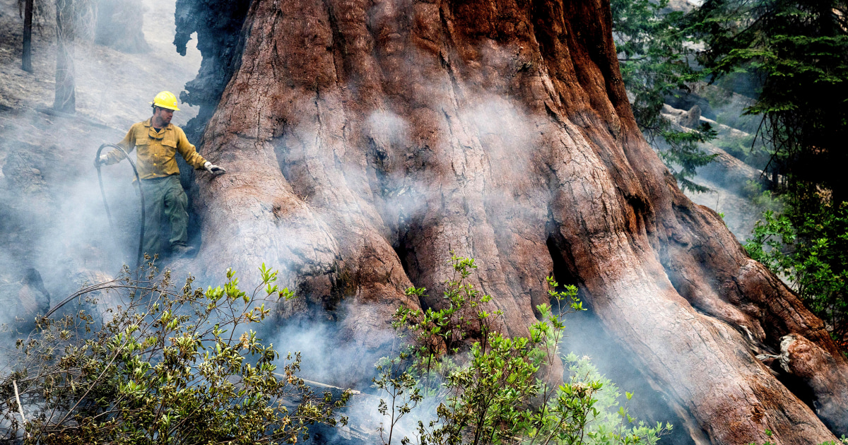 Wildfire continues to threaten historic sequoias in Yosemite Nationwide Park