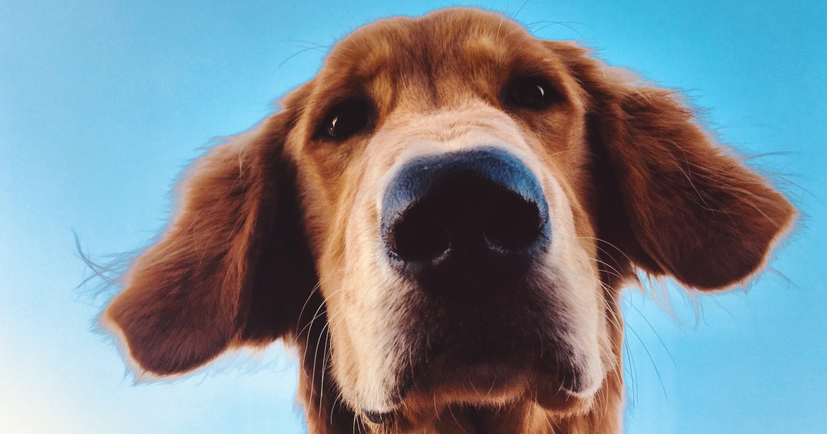 Dogs can ‘see’ with their noses, study suggests