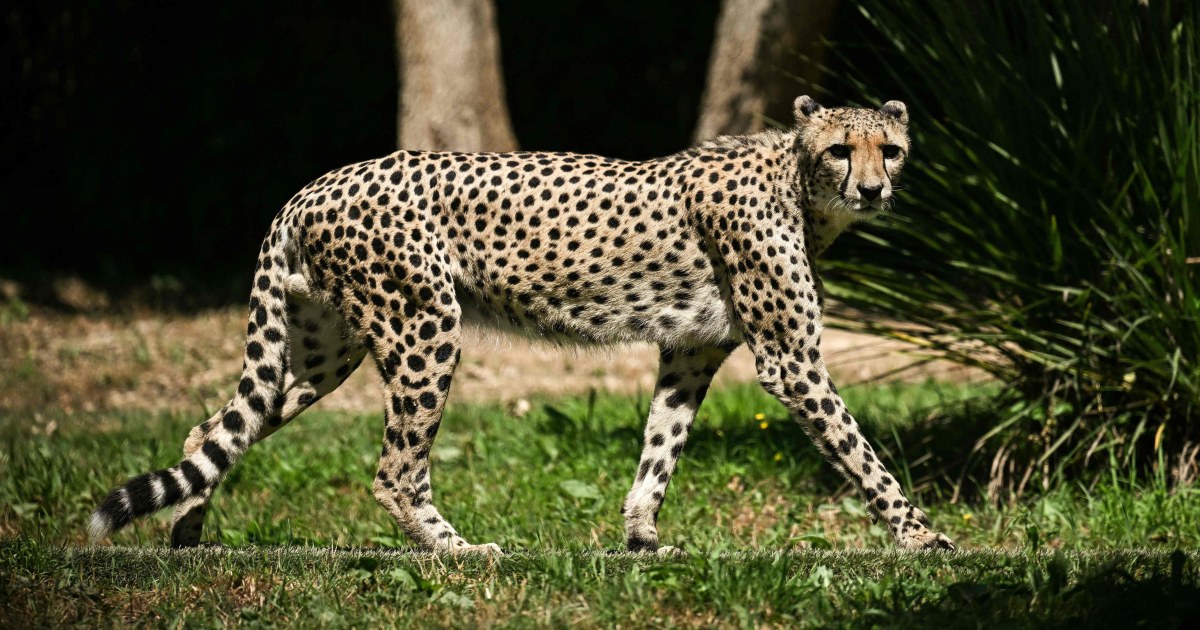Wild cheetahs to prowl in India for first time in 70 years