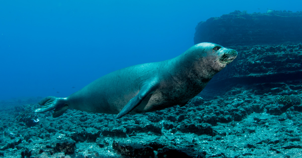 Swimmer, 60, injured by Hawaiian monk seal with pup in Waikiki