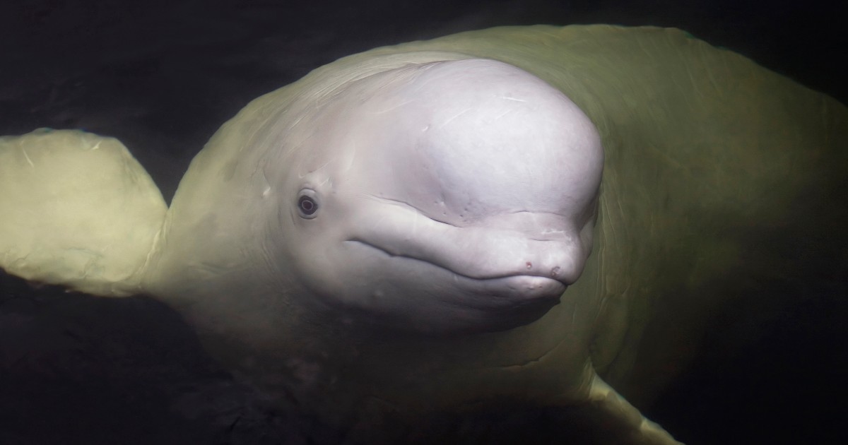 Rescuers face race against time to rescue beluga whale in France’s River Seine