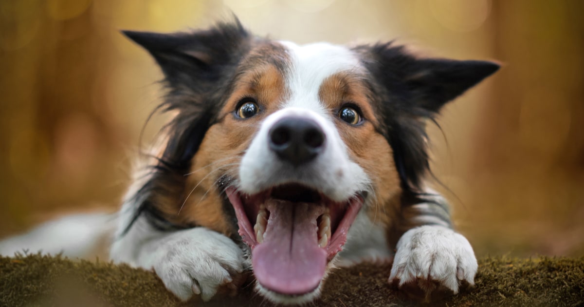 Gifted canines like to enjoy, examine finds