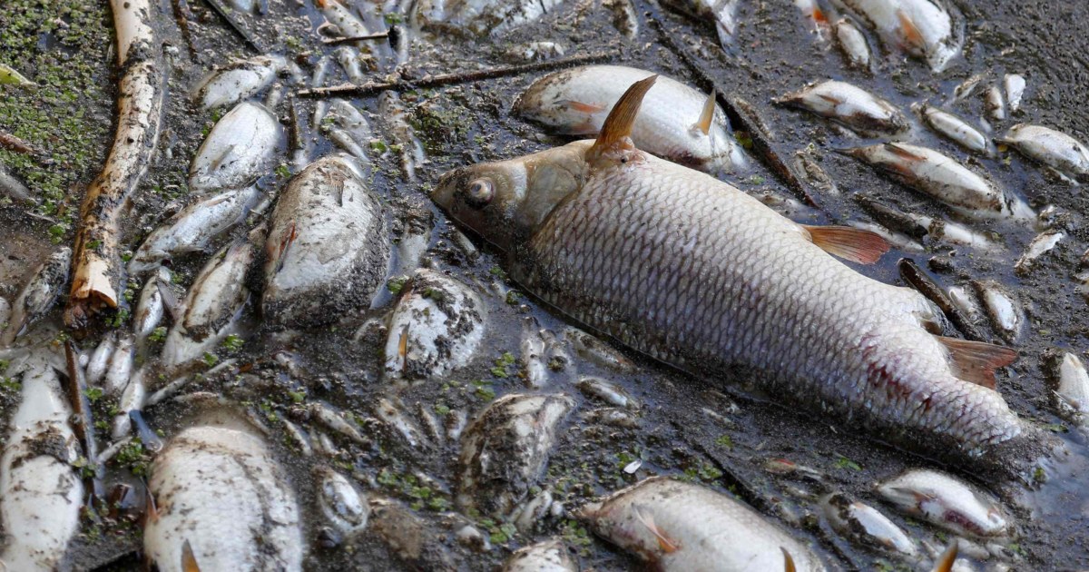 Tote Fische in der Oder veranlassen Deutschland und Polen, dem Rätsel auf den Grund zu gehen
