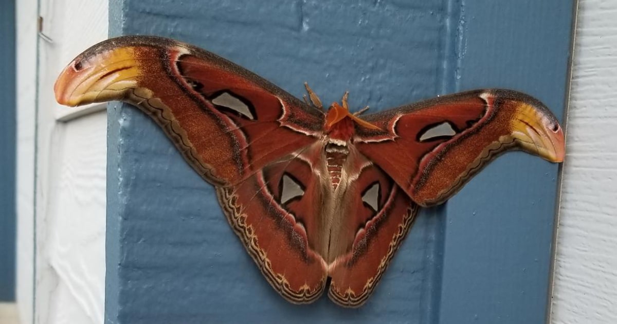 World’s largest moth detected for the first time in U.S., officials say