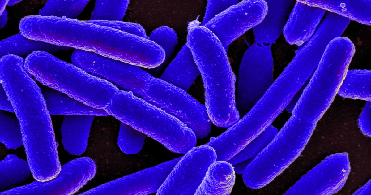Wabah E. coli yang membuat 37 orang sakit mungkin terkait dengan selada Wendy