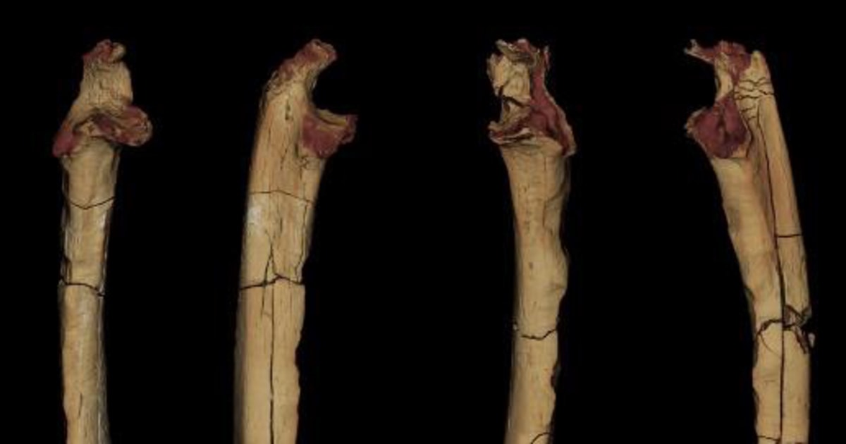 古代骨骼证实最早的人类祖先是直立行走