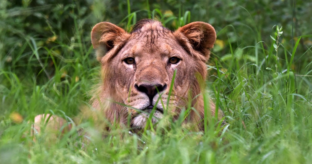 Un lion tue un homme dans un zoo du Ghana