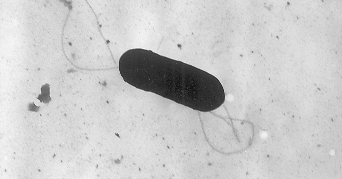 Cheeses sold at Washington, D.C.area farmers markets recalled