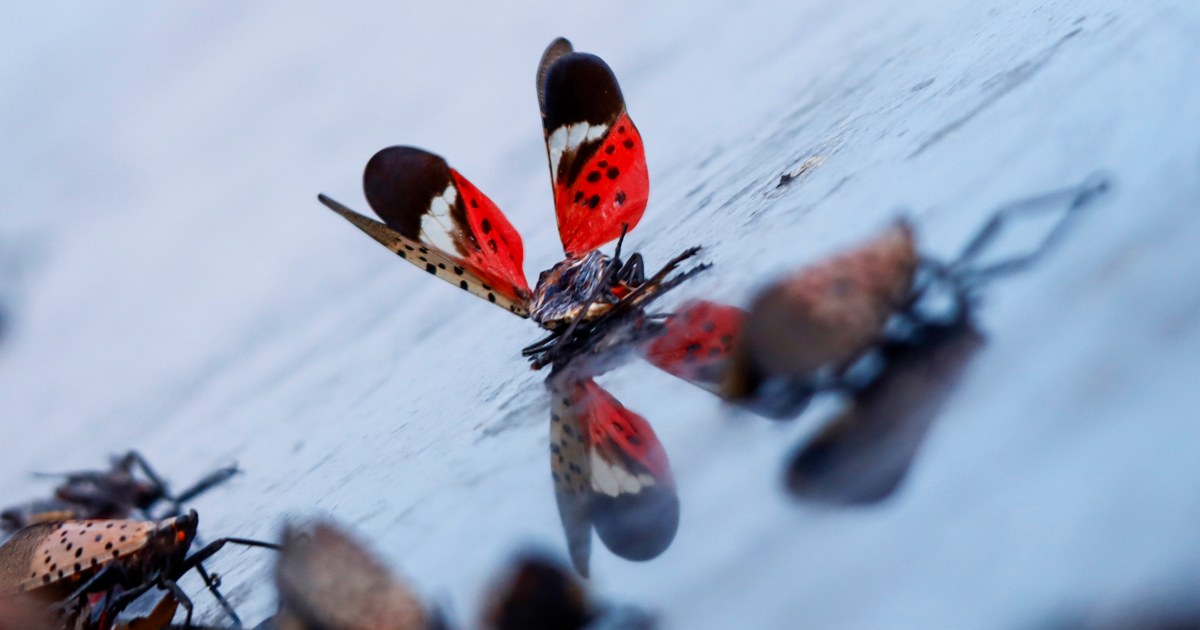 As spotted lanternflies spread, some influencers go viral for capturing or killing them