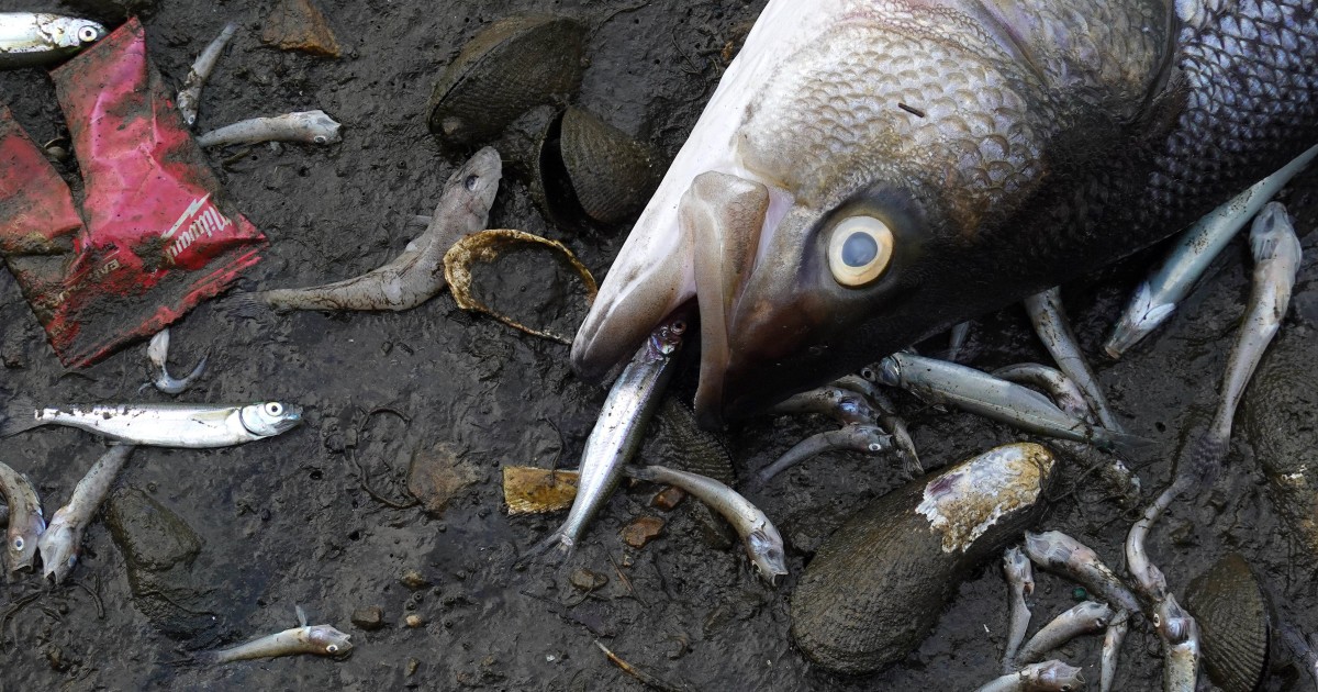 Toxic algae bloom kills off fish around San Francisco Bay