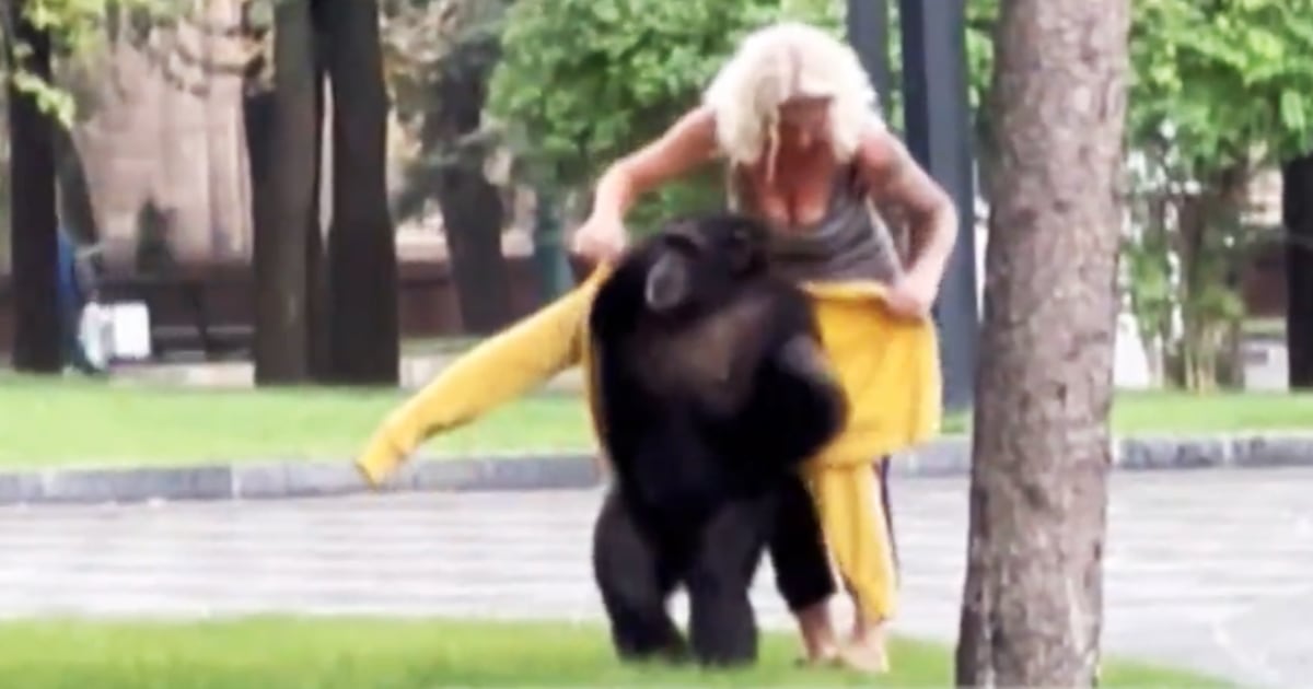 Video shows moment escaped chimpanzee is persuaded to return home to Ukraine zoo with a hug and a warm jacket