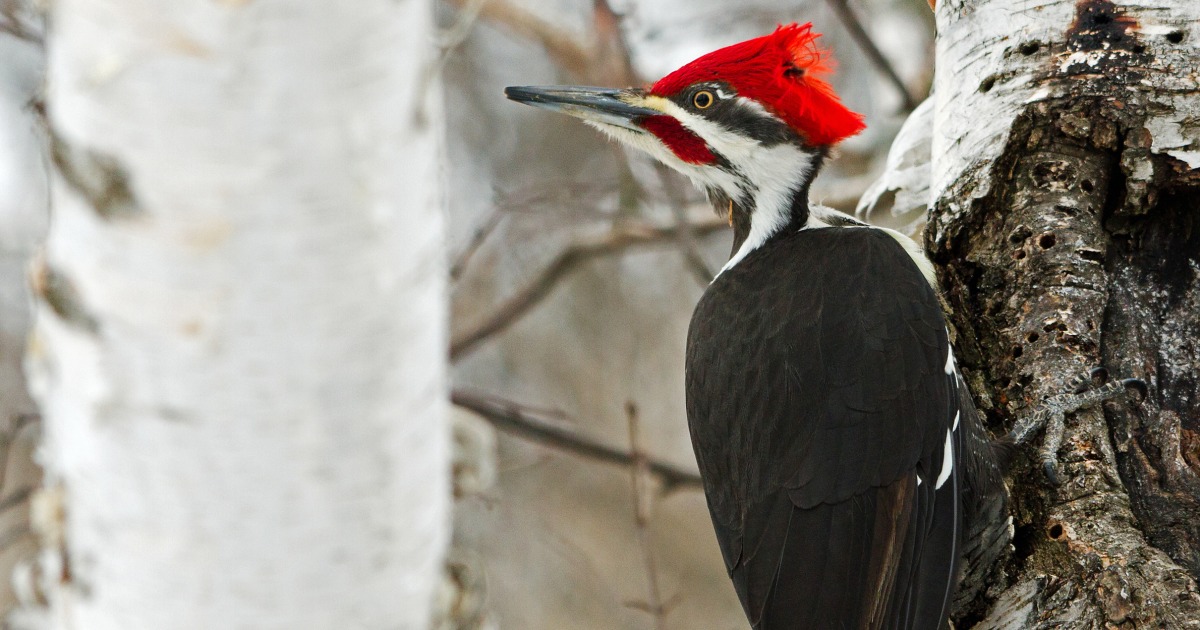 Los científicos dicen que la percusión del pájaro carpintero es en realidad un solo de batería