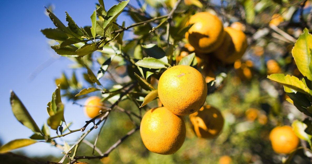 Orange juice could get even more expensive as Hurricane Ian hammers Florida's citrus crop