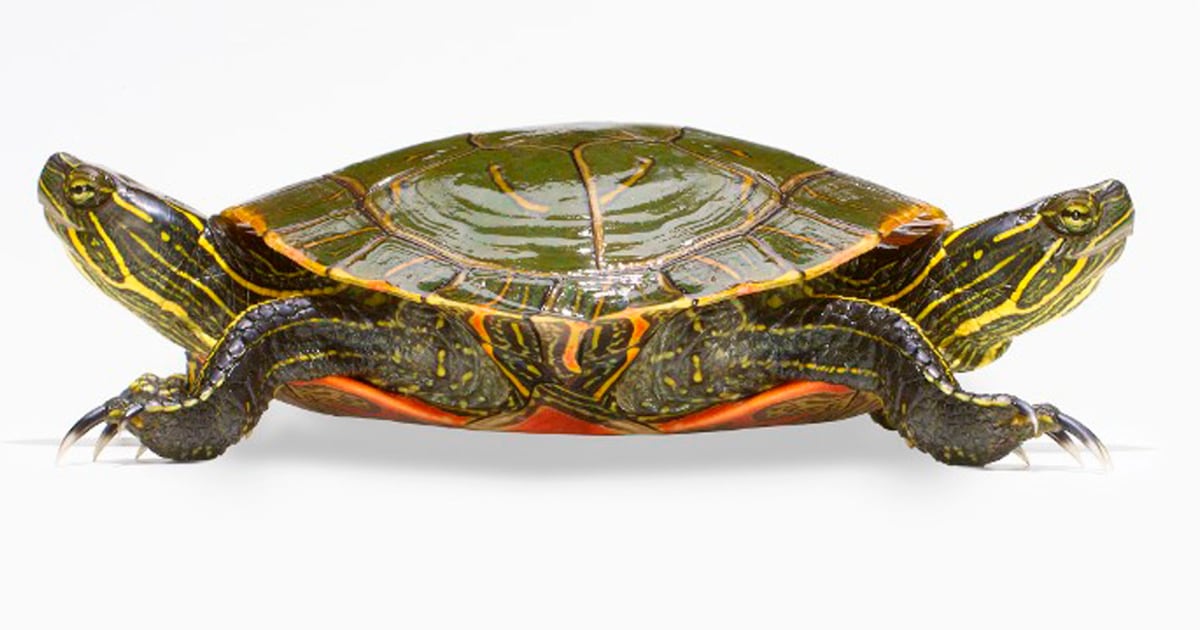 Janus la tortuga con dos cabezas que cumple 25 años de vida